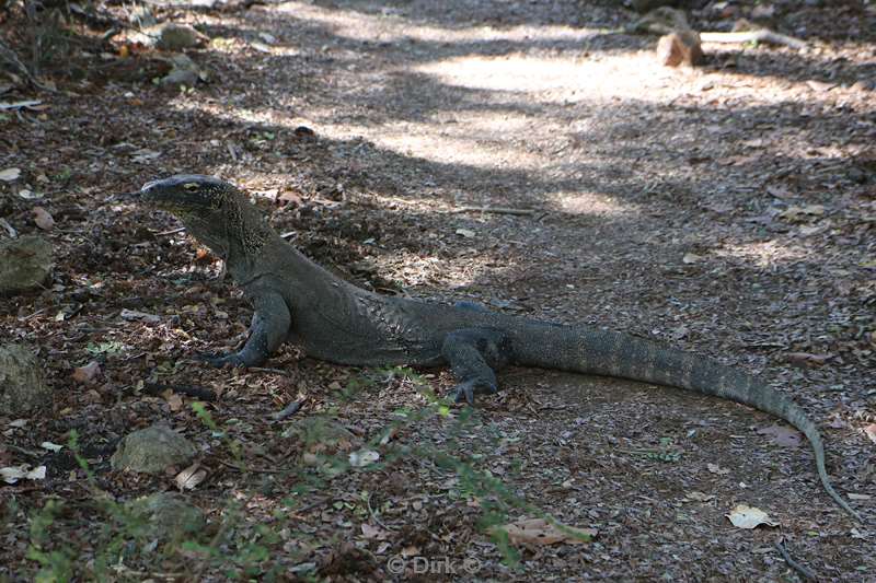 rinca island komodo dragon