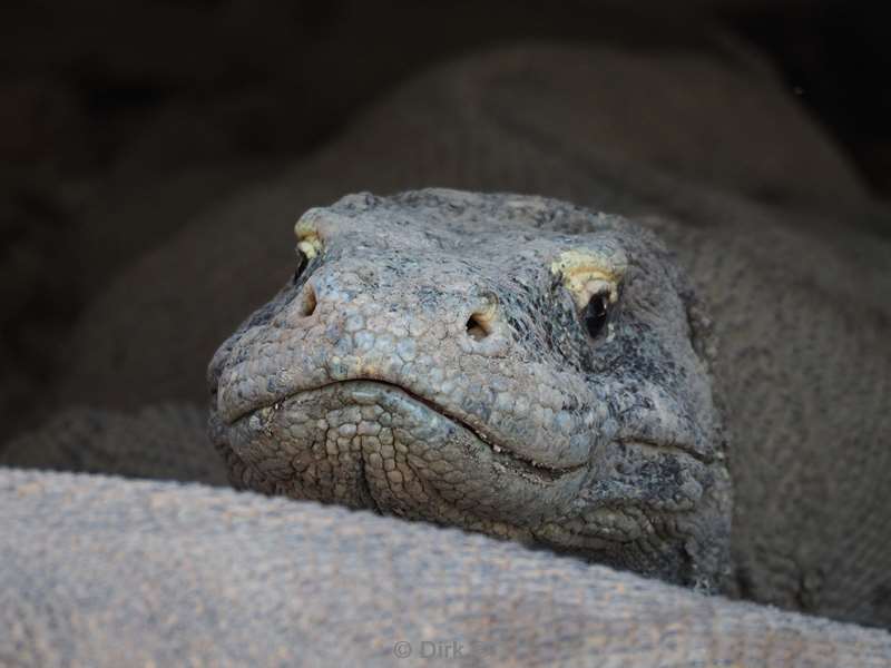 rinca island komodovaraan