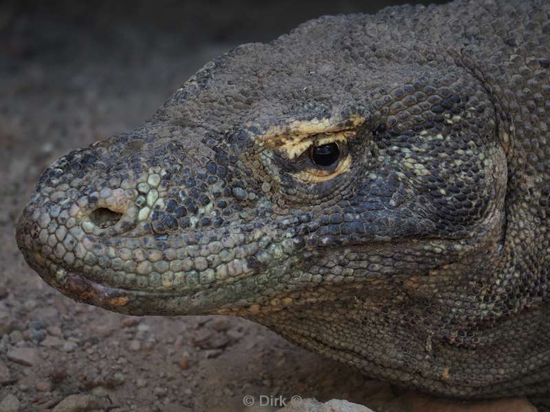 rinca island komodovaraan