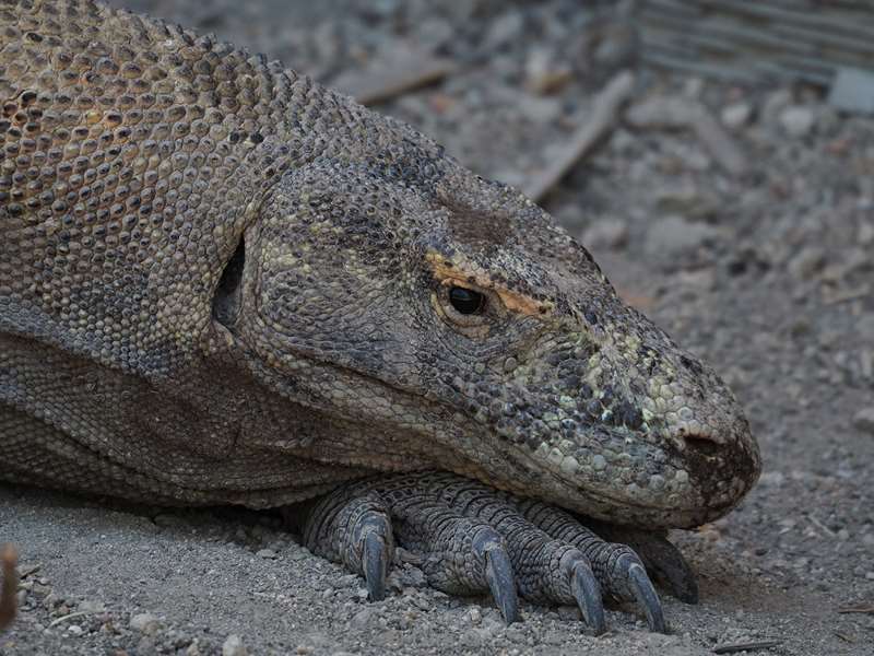 rinca island komodo dragon