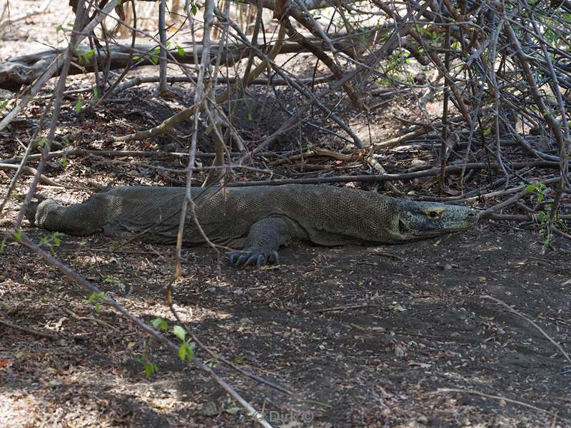 rinca island komodo dragon