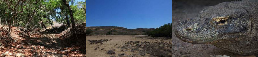 komodovaraan rinca island