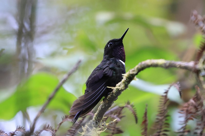 bellavista lodge colibri