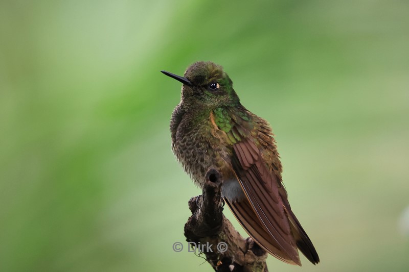 bellavista lodge colibri