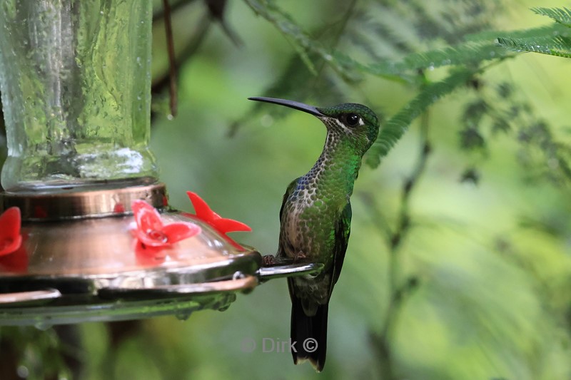 bellavista lodge colibri