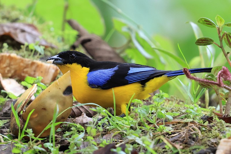 bellavista lodge blauw gele vogel