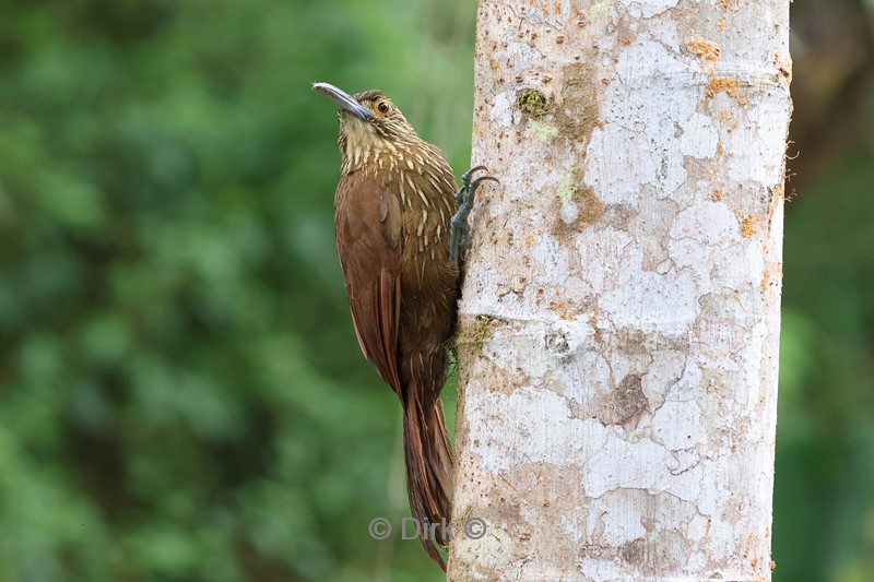 bellavista lodge bruine vogel