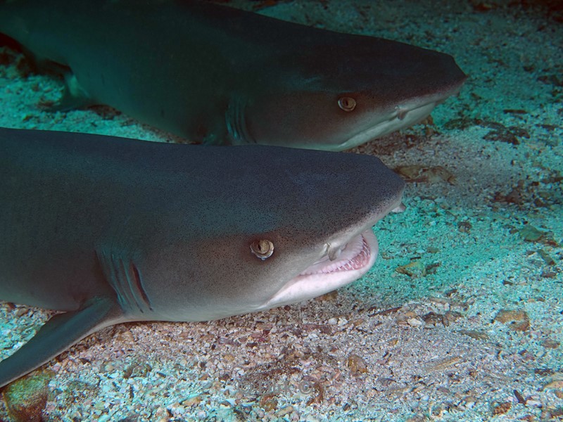 duiken galapagos atoll