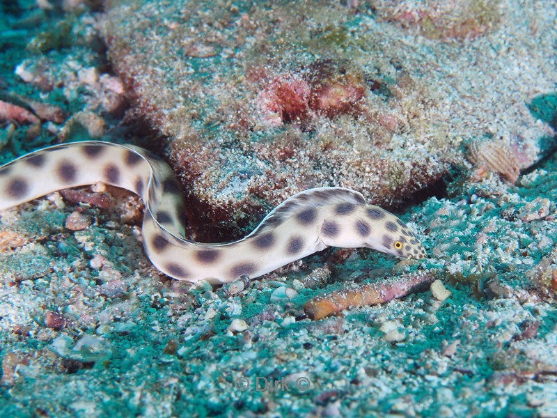 duiken galapagos atoll