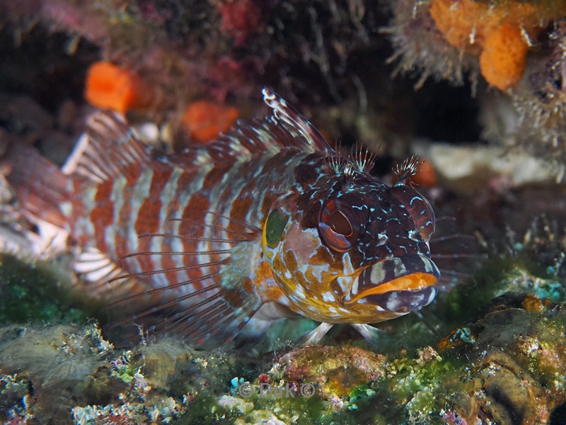 duiken galapagos atoll