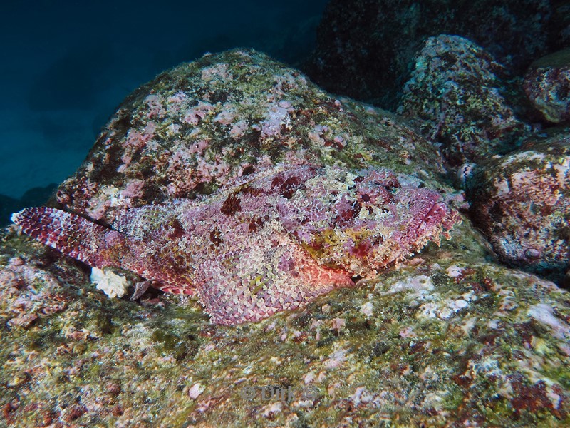 duiken galapagos atoll
