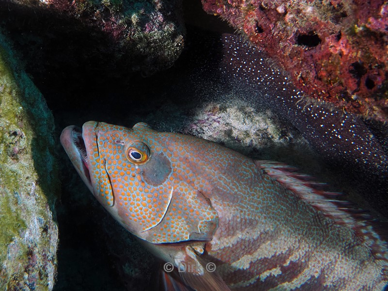 duiken galapagos atoll