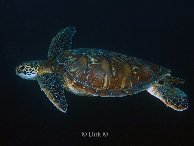 duiken galapagos atoll