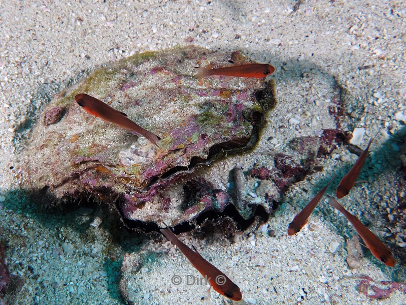 duiken galapagos atoll