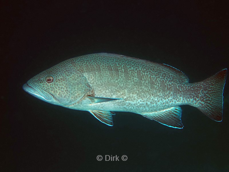 duiken galapagos atoll