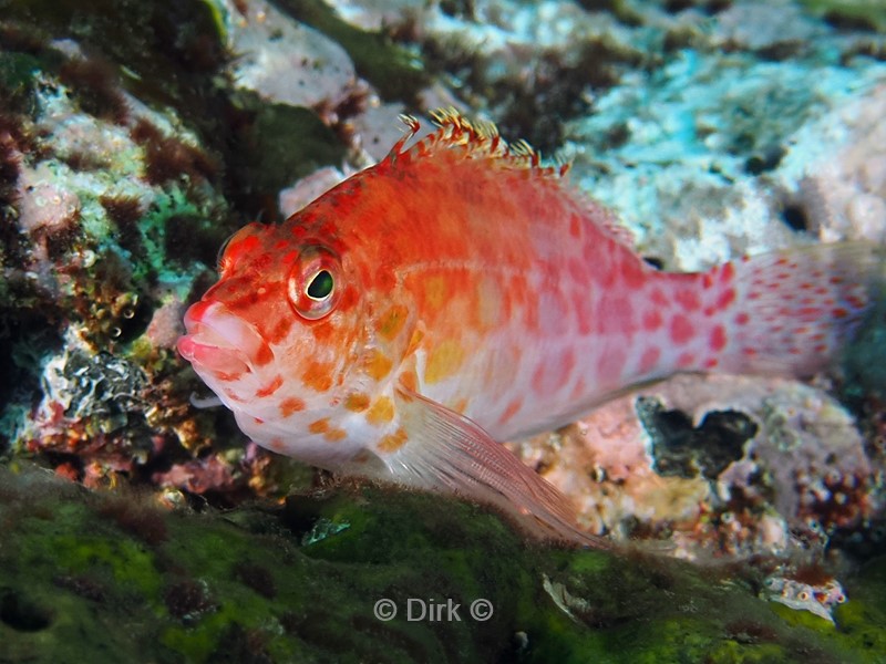 duiken galapagos atoll