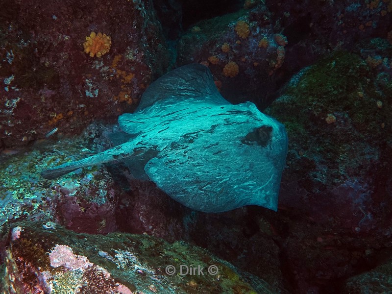 duiken galapagos atoll