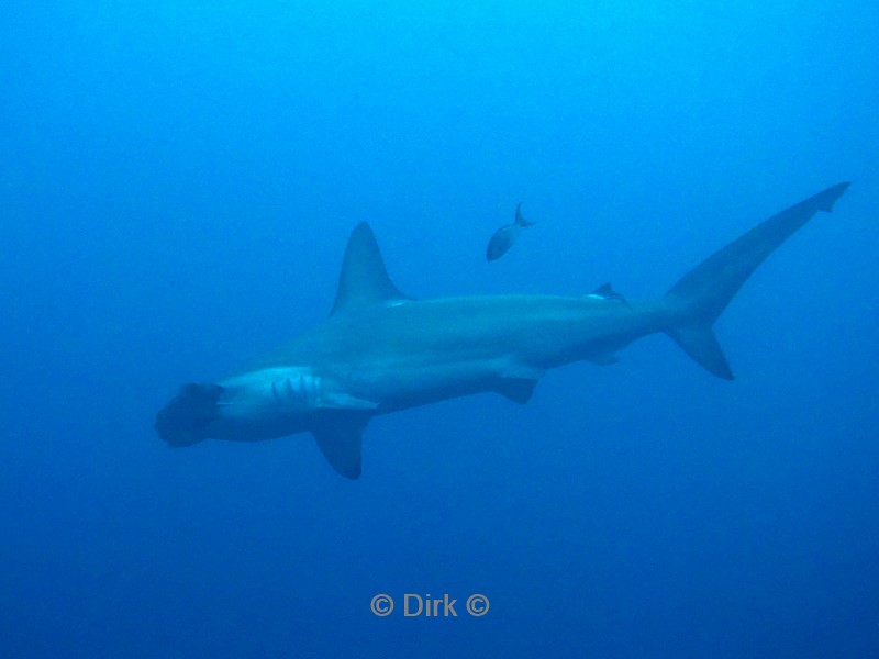 duiken galapagos atoll