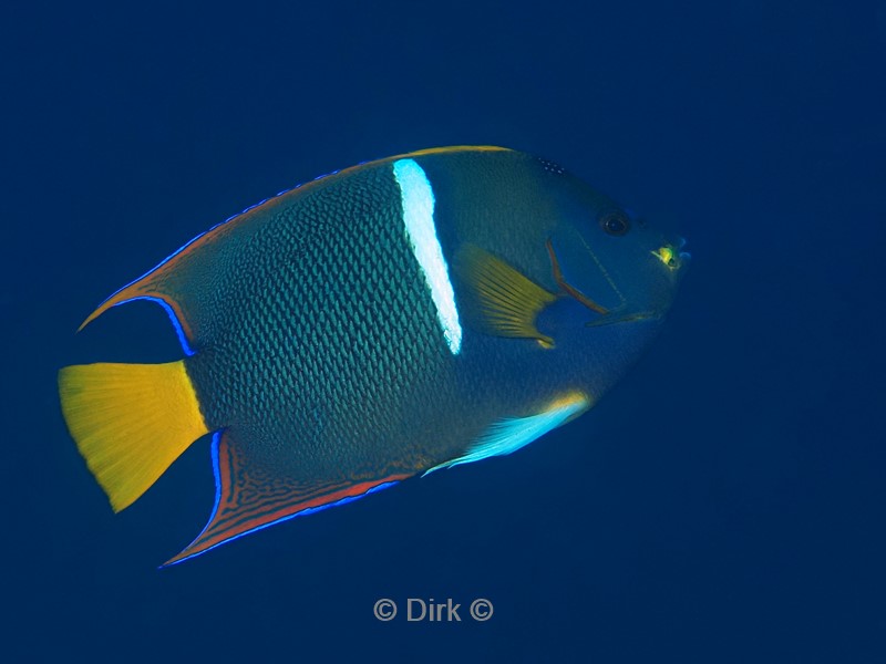 duiken galapagos atoll