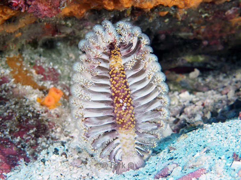 duiken galapagos atoll