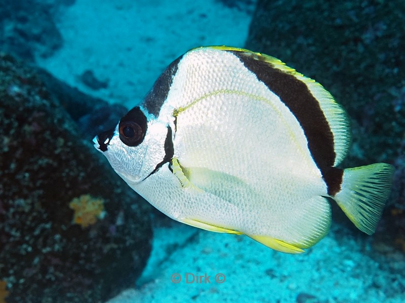 duiken galapagos atoll