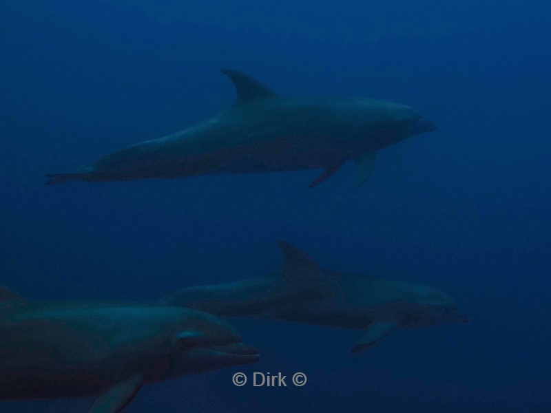 duiken galapagos atoll
