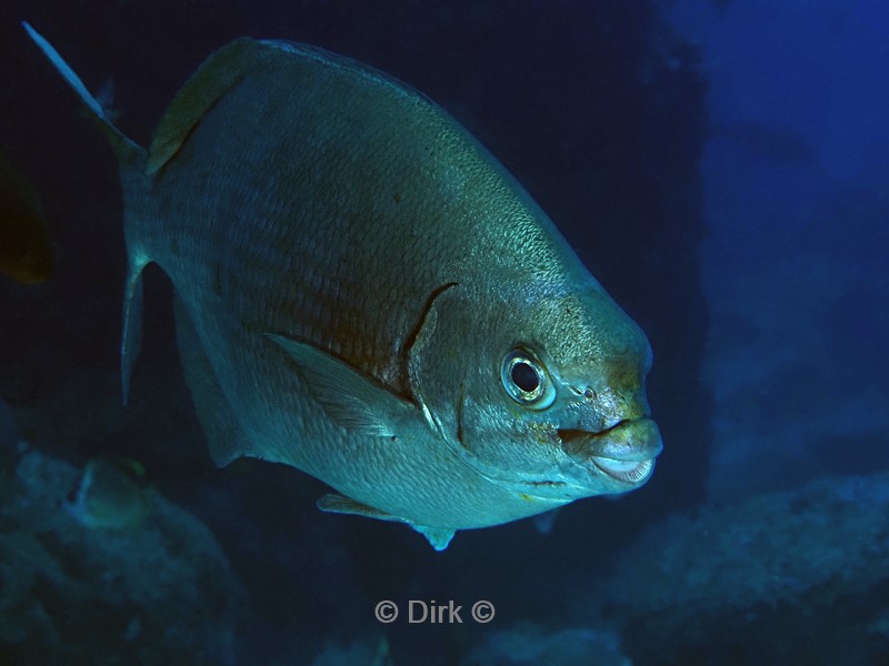 duiken galapagos atoll