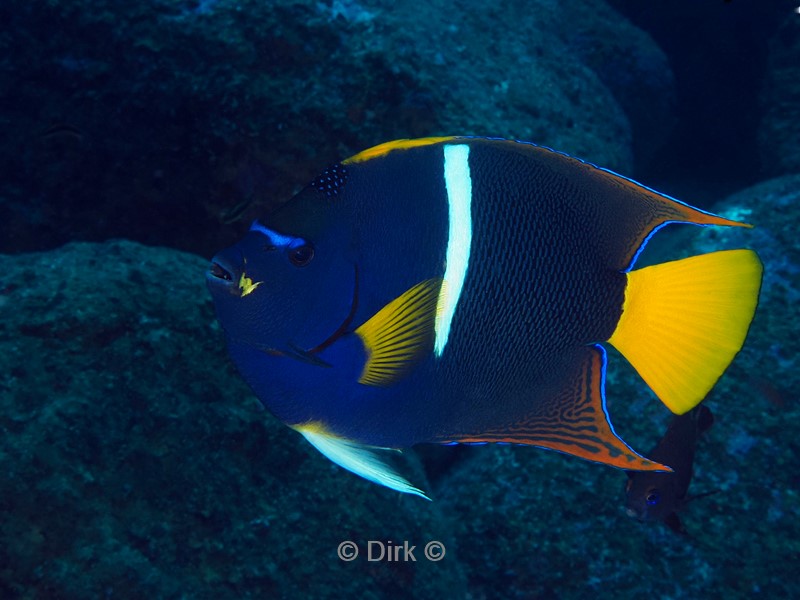 duiken galapagos atoll