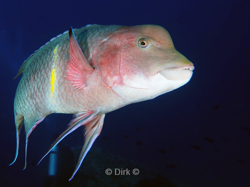 duiken galapagos atoll