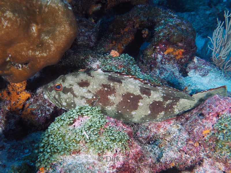 duiken galapagos atoll