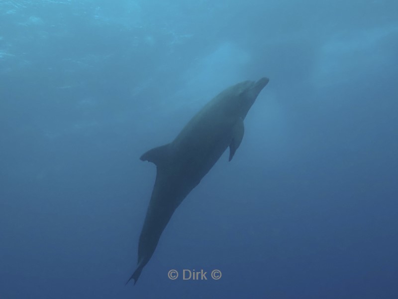duiken galapagos atoll