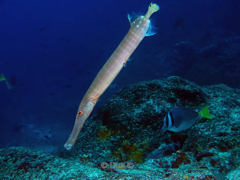duiken galapagos atoll