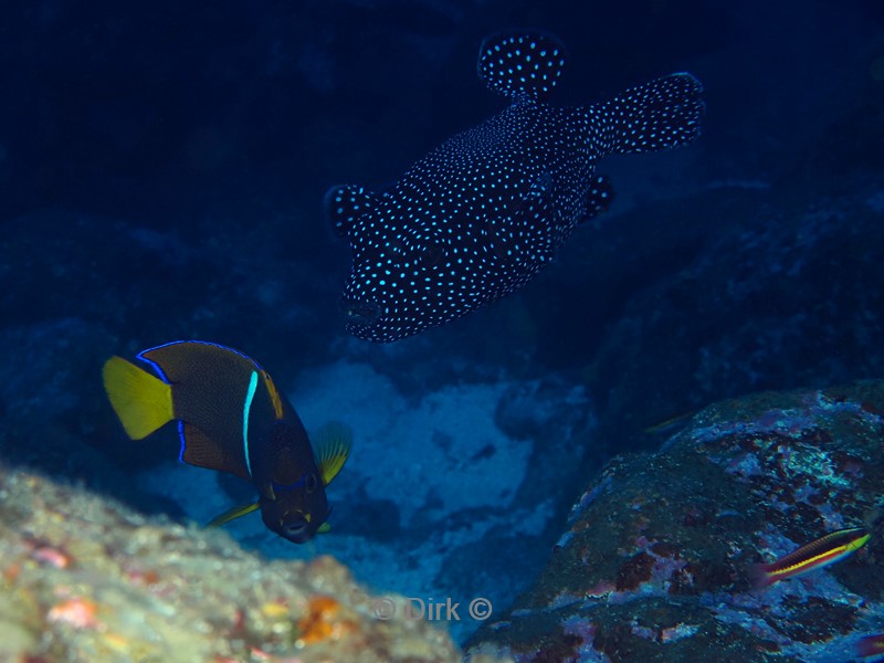 duiken galapagos atoll