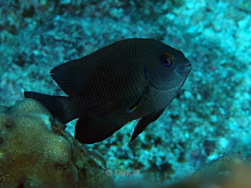 duiken galapagos atoll