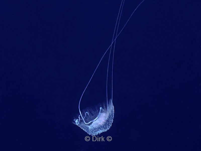duiken galapagos atoll