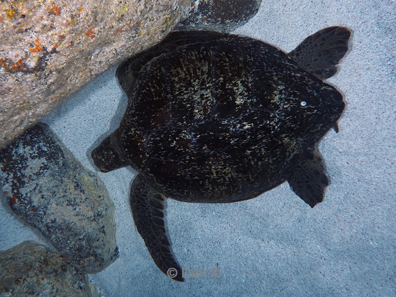 duiken galapagos atoll