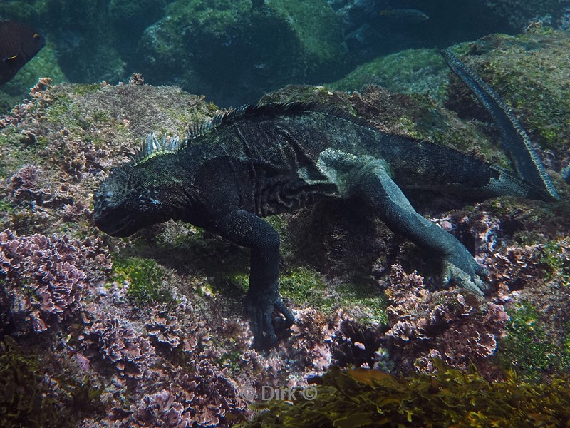 duiken galapagos atoll