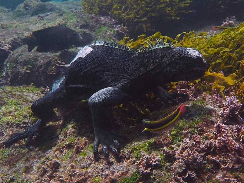 duiken galapagos atoll
