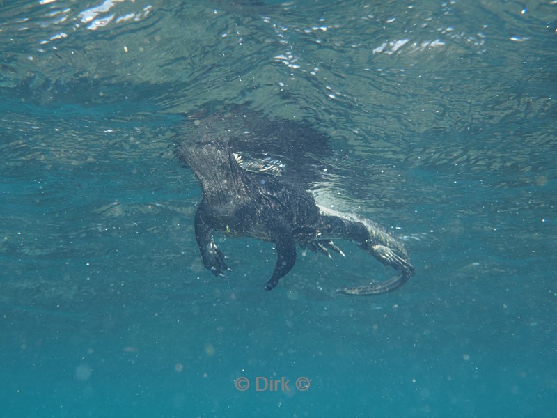 duiken galapagos atoll