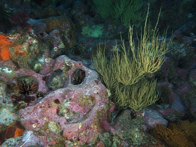 duiken galapagos atoll