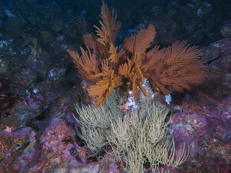 duiken galapagos atoll
