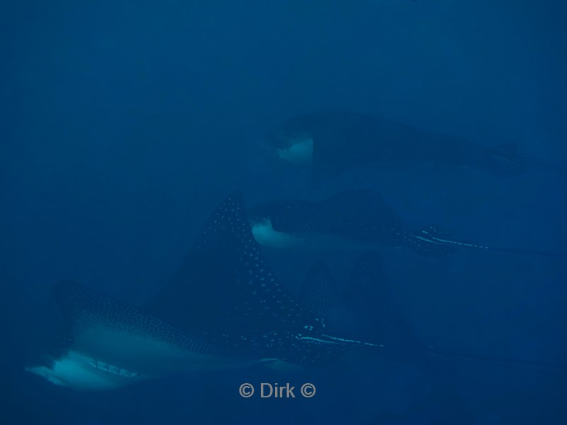 duiken galapagos atoll