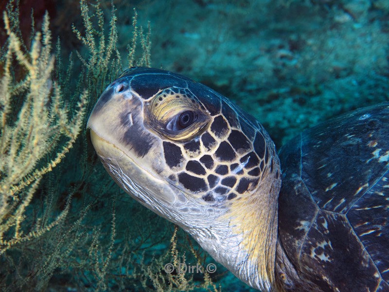 duiken galapagos atoll