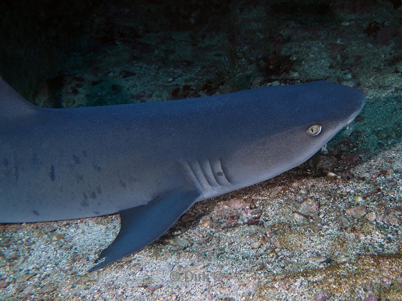 duiken galapagos atoll