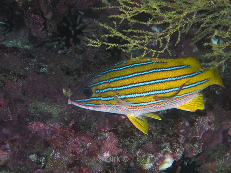 duiken galapagos atoll