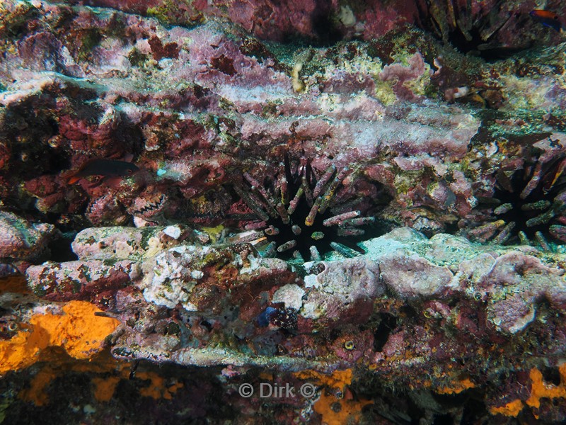 duiken galapagos atoll