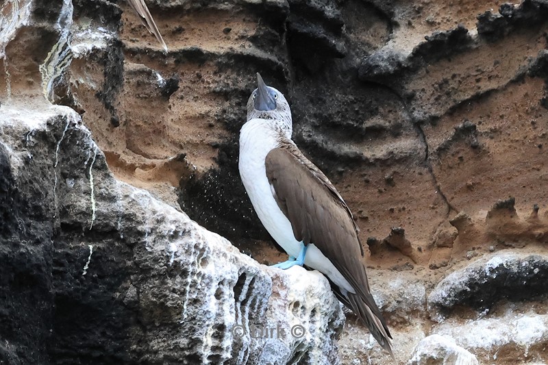 galapagos fernandina island blauwvoetgenten