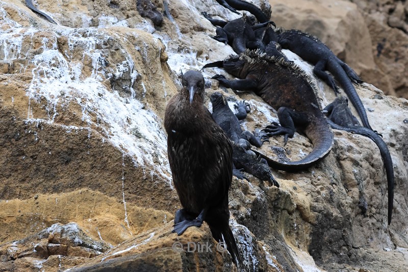 galapagos fernandina island aalscholver
