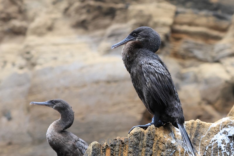 galapagos fernandina island aalscholver