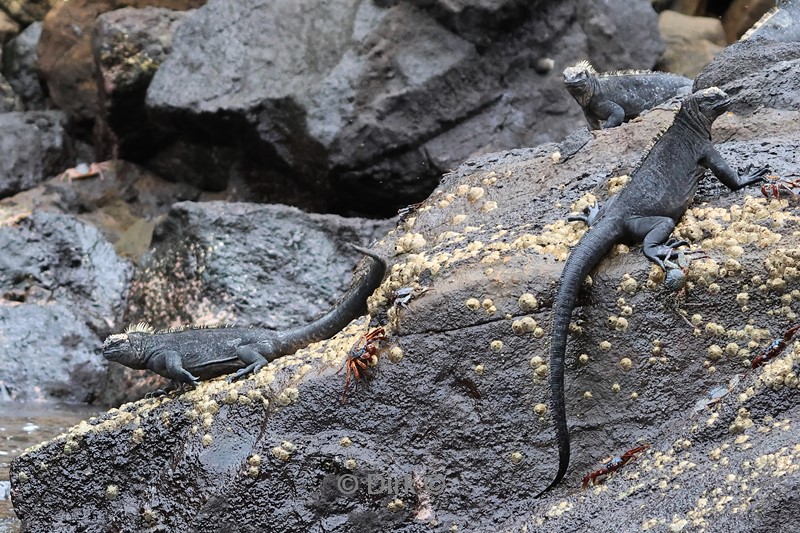 galapagos fernandina island blauwvoetgenten